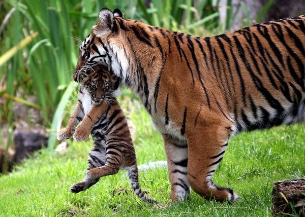 19 JUIN UNE TIGRESSE Et Son Petit 19 JUIN UNE TIGRESSE Et Son Petit